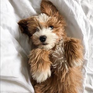 Meet your Posher, Namele